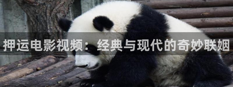 最近的神马影视大全